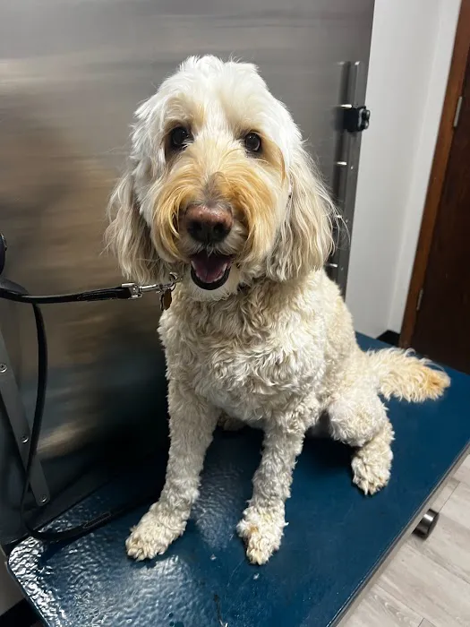 Glen Oak Dog & Cat Hospital Picture 1