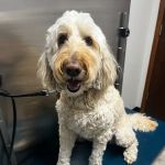 Glen Oak Dog & Cat Hospital