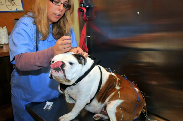 Glen Oak Dog & Cat Hospital Picture 10