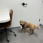 Scout Veterinary Urgent Care - Old Orchard