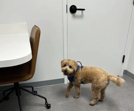 Scout Veterinary Urgent Care - Old Orchard