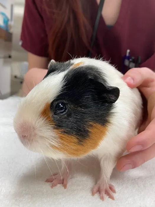 Terry Animal Hospital Picture 3