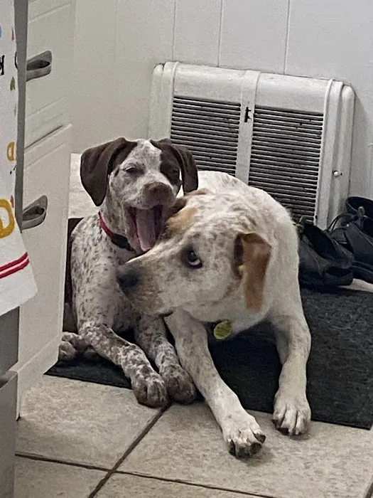 Green Bay Animal Hospital Picture 8