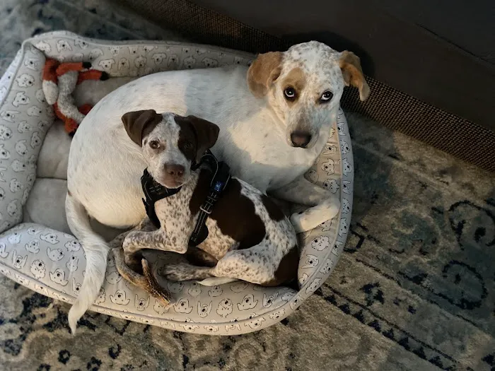 Green Bay Animal Hospital Picture 7