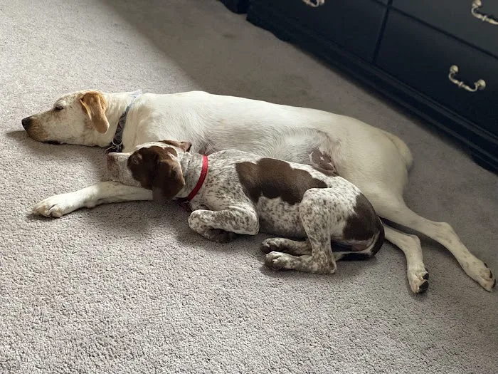 Green Bay Animal Hospital Picture 10