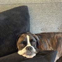Christensen Animal Hospital ico