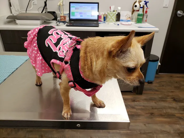 Animal Hospital at Murphy's Corner Picture 9