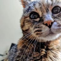 Puget Park Veterinary Clinic ico