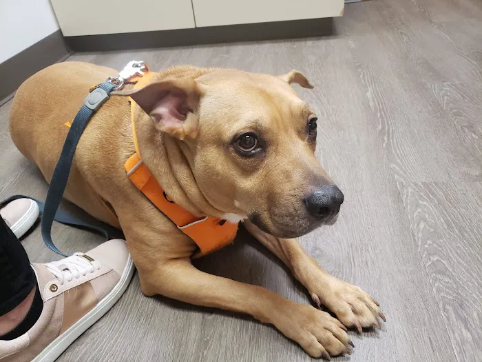 VCA Silver Lake Animal Hospital Picture 1
