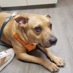 VCA Silver Lake Animal Hospital
