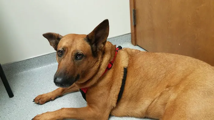 VCA Silver Lake Animal Hospital Picture 9