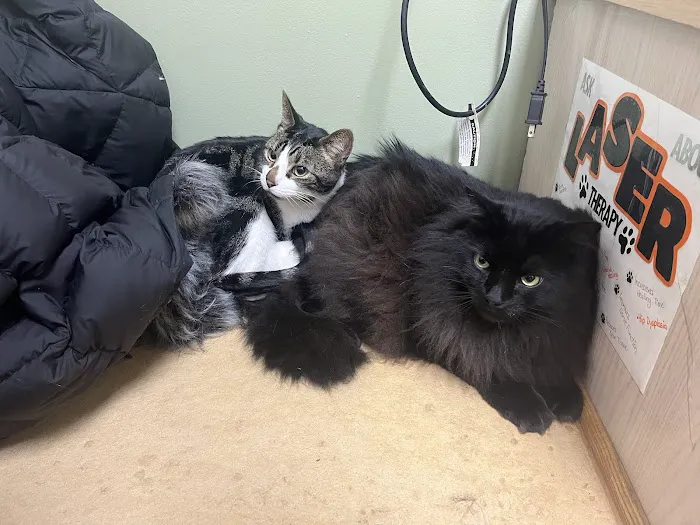 Animal Surgery & Care Center Picture 8