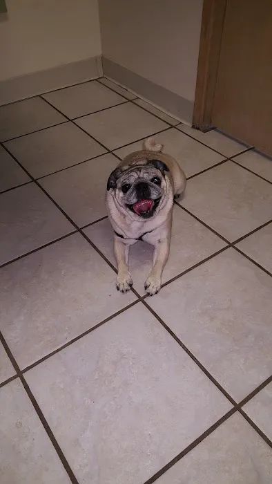 Animal Surgery & Care Center Picture 9