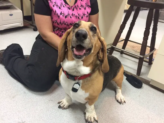 Companion Vet Clinic Picture 4