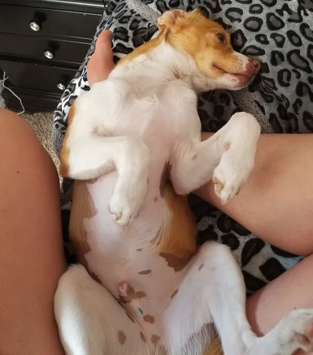 Companion Vet Clinic Picture 2