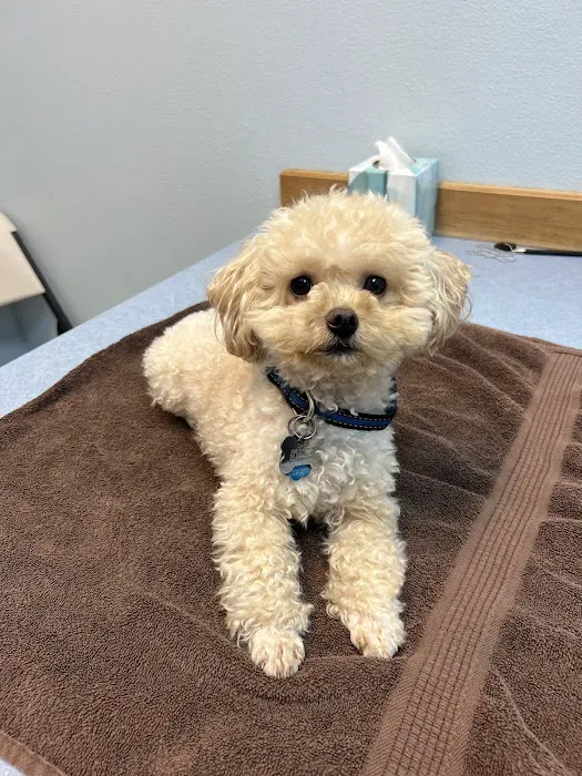 Companion Vet Clinic Picture 5