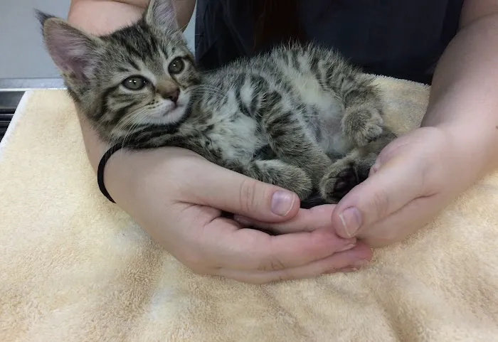 Companion Vet Clinic Picture 8