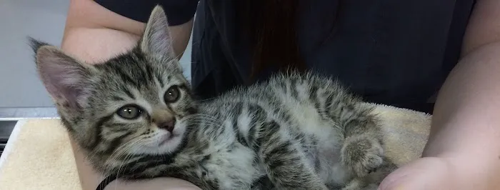 Companion Vet Clinic Picture 6
