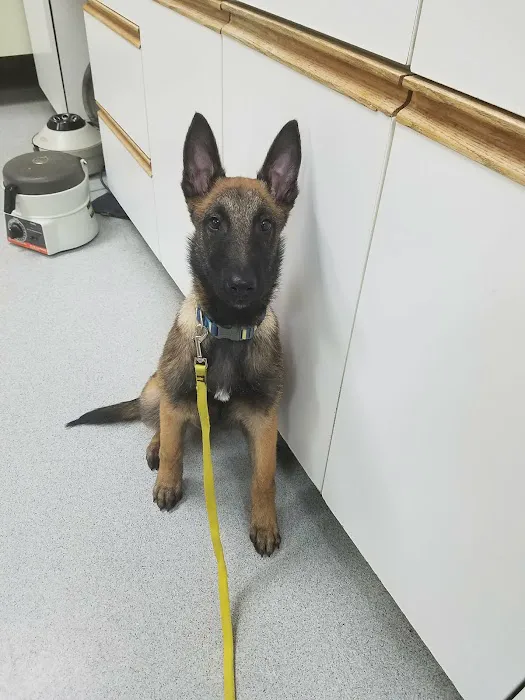Companion Vet Clinic Picture 7