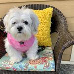 Northwest Animal Care Hospital