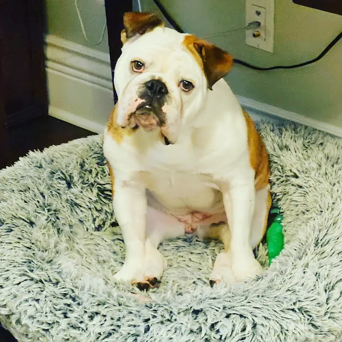 Northwest Animal Care Hospital Picture 9