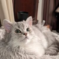 Clearview Animal Hospital ico