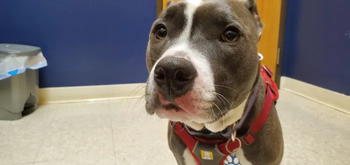 Intercity Veterinary Hospital Picture 2
