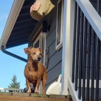 Intercity Veterinary Hospital ico