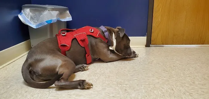 Intercity Veterinary Hospital Picture 8