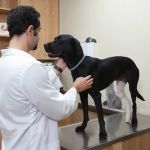 Imperial Highway Animal Clinic