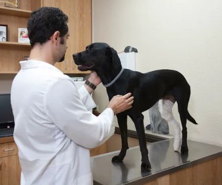 Imperial Highway Animal Clinic