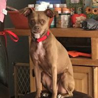 Vetco Vaccination Clinic ico