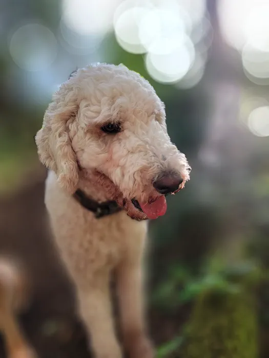 Vetco Vaccination Clinic Picture 4