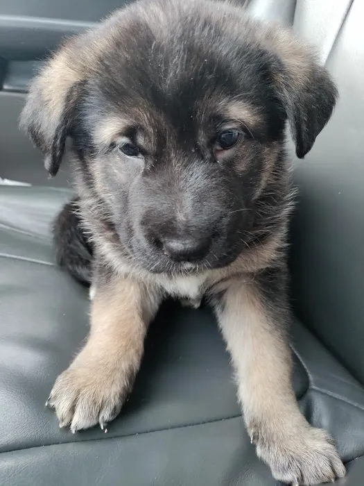 McMillin Animal Hospital Picture 7