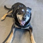 Banfield Pet Hospital