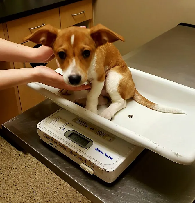 South Hill Veterinary Hospital Picture 3