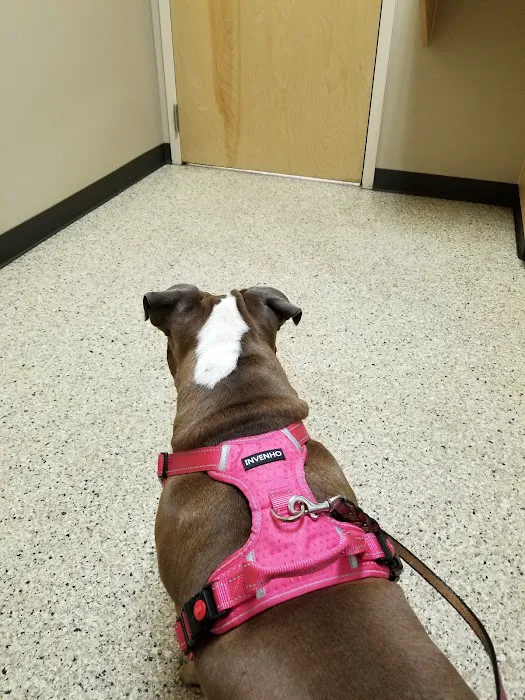 South Hill Veterinary Hospital Picture 9