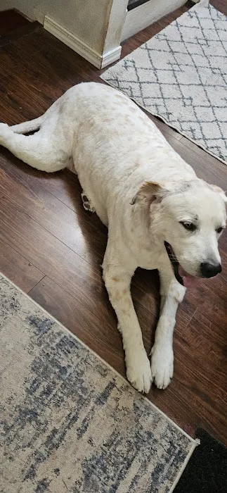 South Hill Veterinary Hospital Picture 8