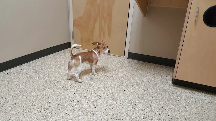 South Hill Veterinary Hospital Picture 10