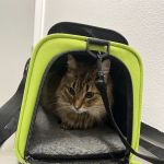 PetCare Clinic