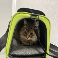 PetCare Clinic ico