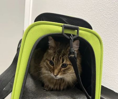 PetCare Clinic