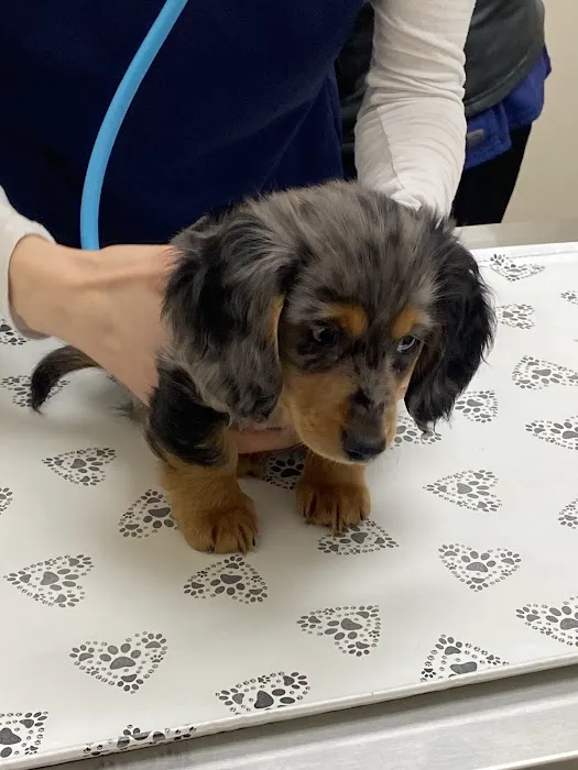 Orting Animal Hospital Picture 10