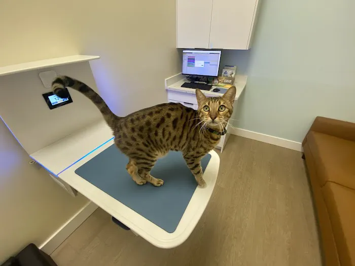 Toptails Vet Picture 9