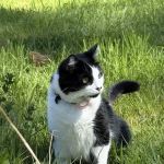 Whisker Wellness Center