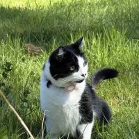 Whisker Wellness Center ico