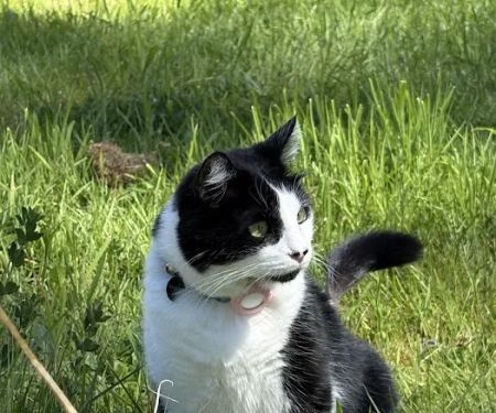 Whisker Wellness Center
