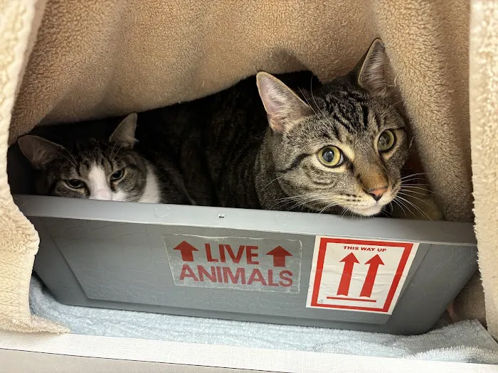Whisker Wellness Center Picture 6