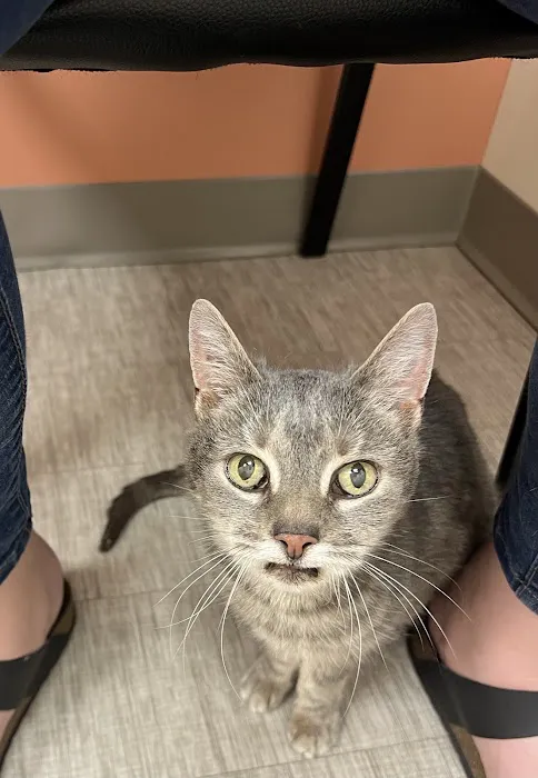 Whisker Wellness Center Picture 10