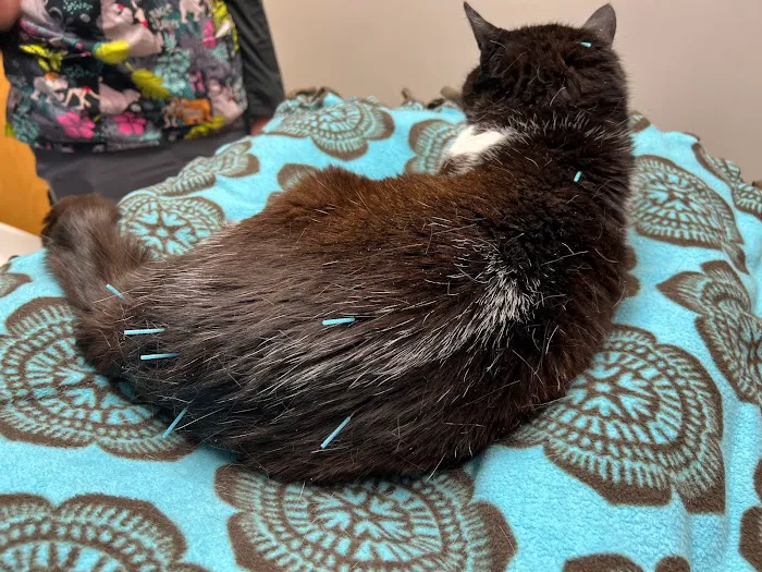 Whisker Wellness Center Picture 7
